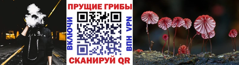 закладка  Петров Вал  Псилоцибиновые грибы ЛСД 